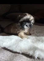 PRINCESS (TINY), a female Shih Tzu for sale in Lawrenceville, GA – Photo 2 of 8