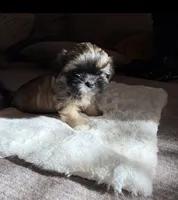 PRINCESS (TINY), a female Shih Tzu for sale in Lawrenceville, GA – Photo 7 of 8