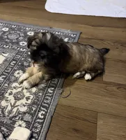 PRINCESS (TINY), a female Shih Tzu for sale in Lawrenceville, GA – Photo 1 of 8