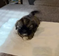 PRINCESS (TINY), a female Shih Tzu for sale in Lawrenceville, GA – Photo 3 of 8