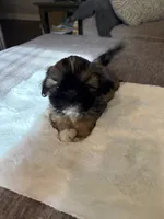 PRINCESS (TINY), a female Shih Tzu for sale in Lawrenceville, GA – Photo 4 of 8