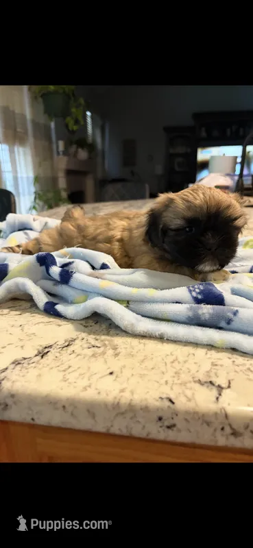 Tonka – Shih Tzu puppy for sale in Lawrenceville, GA