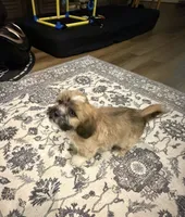 Tex 100 OFF 4th of July!, a male Shih Tzu for sale in Lawrenceville, GA – 2 of 10
