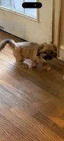 Tonka , a male Shih Tzu for sale in Lawrenceville, GA – 2 of 8