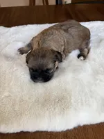 Mickey, a male Shih Tzu for sale in Lawrenceville, GA – Photo 3 of 4