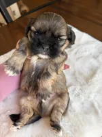 Mickey, a male Shih Tzu for sale in Lawrenceville, GA – Photo 4 of 4