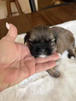 Mickey, a male Shih Tzu for sale in Lawrenceville, GA – Photo 2 of 4