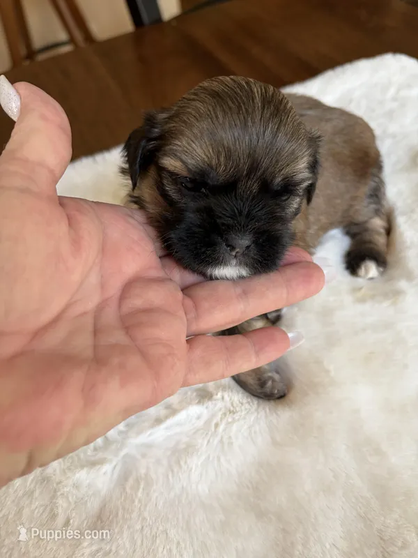 Mickey – Shih Tzu puppy for sale in Lawrenceville, GA