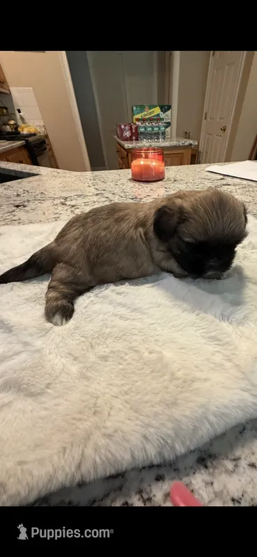 Tonka – Shih Tzu puppy for sale in Lawrenceville, GA