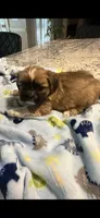 Tex 100 OFF 4th of July!, a male Shih Tzu for sale in Lawrenceville, GA – 6 of 10