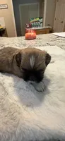 Tank, a male Shih Tzu for sale in Lawrenceville, GA – 2 of 5