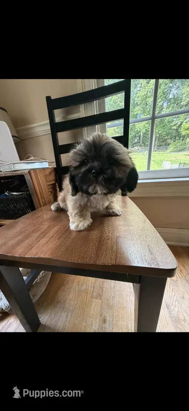 Tonka – Shih Tzu puppy for sale in Lawrenceville, GA