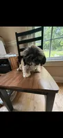 Tonka 100 OFF 4th of July!!!, a male Shih Tzu for sale in Lawrenceville, GA – 3 of 8