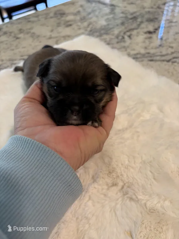Maggie  – Shih Tzu puppy for sale in Lawrenceville, GA