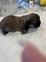 Maggie , a female Shih Tzu for sale in Lawrenceville, GA – Photo 2 of 5