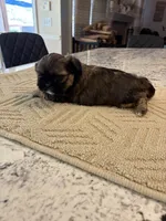 Maggie , a female Shih Tzu for sale in Lawrenceville, GA – Photo 3 of 8