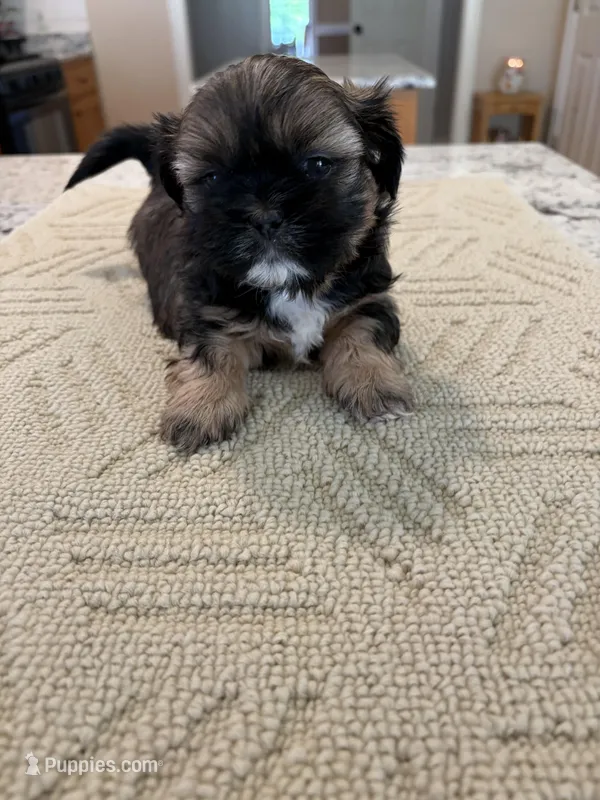Maggie  – Shih Tzu puppy for sale in Lawrenceville, GA