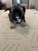 Maggie , a female Shih Tzu for sale in Lawrenceville, GA – Photo 1 of 8