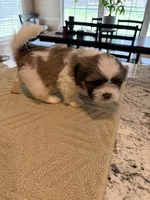 Milo, a male Shih Tzu for sale in Lawrenceville, GA – Photo 3 of 8