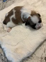 Milo, a male Shih Tzu for sale in Lawrenceville, GA – Photo 2 of 4