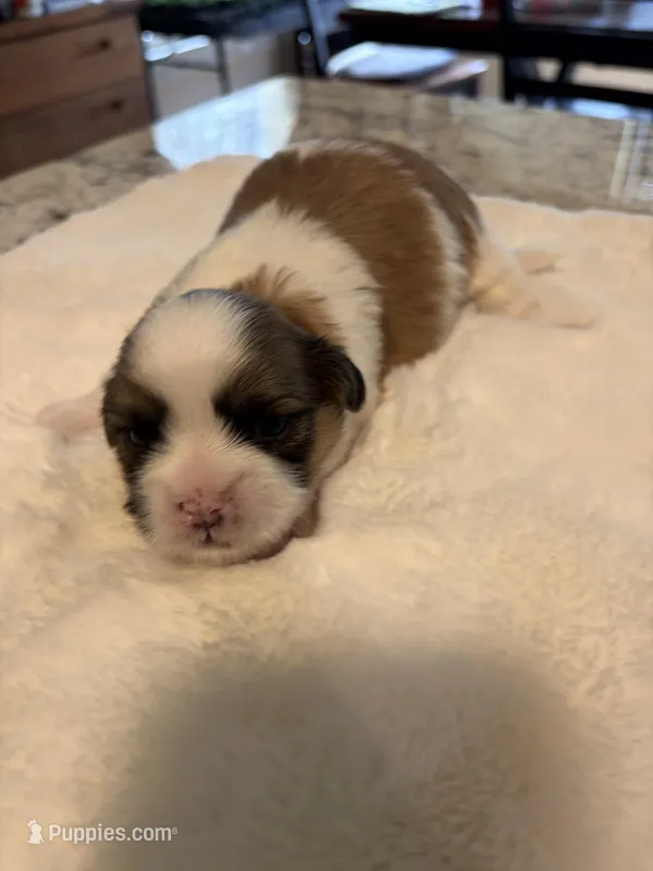 Milo – Shih Tzu puppy for sale in Lawrenceville, GA