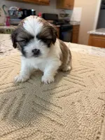 Milo, a male Shih Tzu for sale in Lawrenceville, GA – Photo 1 of 8