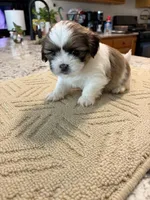 Milo, a male Shih Tzu for sale in Lawrenceville, GA – Photo 2 of 8