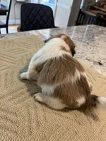 Milo, a male Shih Tzu for sale in Lawrenceville, GA – Photo 4 of 8