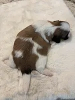 Milo, a male Shih Tzu for sale in Lawrenceville, GA – Photo 3 of 4