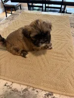 Maisie, a female Shih Tzu for sale in Lawrenceville, GA – Photo 4 of 9