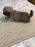 Maisie, a female Shih Tzu for sale in Lawrenceville, GA – Photo 5 of 9
