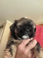 Maisie, a female Shih Tzu for sale in Lawrenceville, GA – Photo 3 of 9