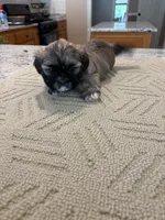 Maisie, a female Shih Tzu for sale in Lawrenceville, GA – Photo 2 of 9