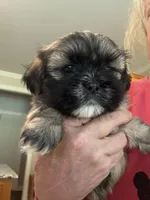 Maisie, a female Shih Tzu for sale in Lawrenceville, GA – Photo 1 of 9