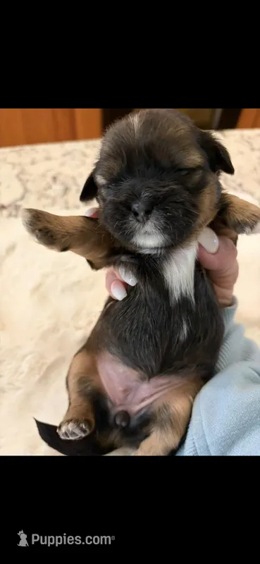 Maisie – Shih Tzu puppy for sale in Lawrenceville, GA