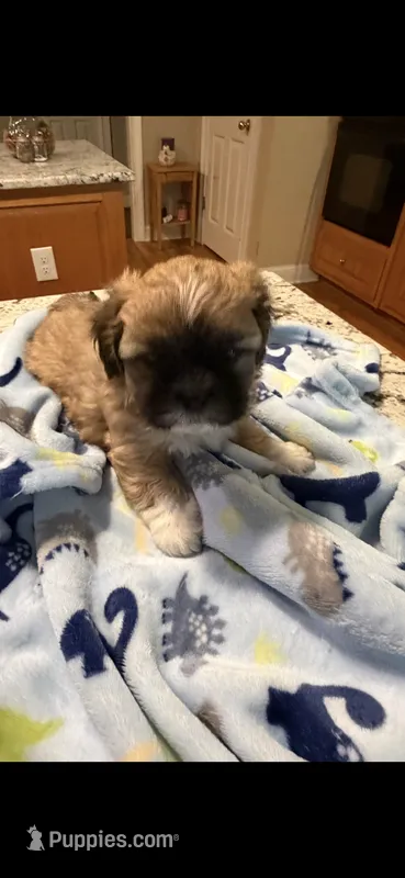 Tex – Shih Tzu puppy for sale in Lawrenceville, GA