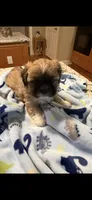 Tex 100 OFF 4th of July!, a male Shih Tzu for sale in Lawrenceville, GA – 4 of 10
