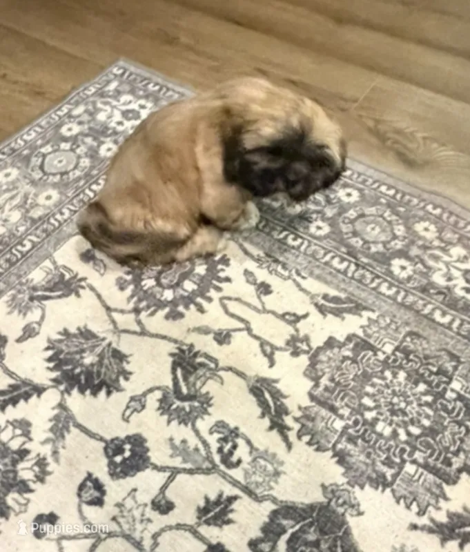 Tonka 100 OFF 4th of July!!! – Shih Tzu puppy for sale in Lawrenceville, GA