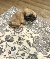 Tonka 100 OFF 4th of July!!!, a male Shih Tzu for sale in Lawrenceville, GA – 1 of 8