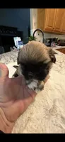 Tonka, a male Shih Tzu for sale in Lawrenceville, GA – 2 of 4