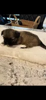 Molly, a female Shih Tzu for sale in Lawrenceville, GA – 2 of 4