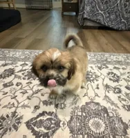 Tex 100 OFF 4th of July!, a male Shih Tzu for sale in Lawrenceville, GA – 3 of 10
