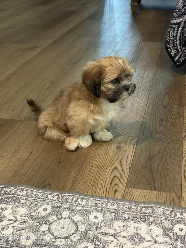 Tank – Shih Tzu puppy for sale in Lawrenceville, GA