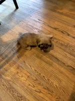 Tonka , a male Shih Tzu for sale in Lawrenceville, GA – 1 of 8