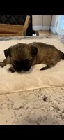 Molly, a female Shih Tzu for sale in Lawrenceville, GA – 3 of 4