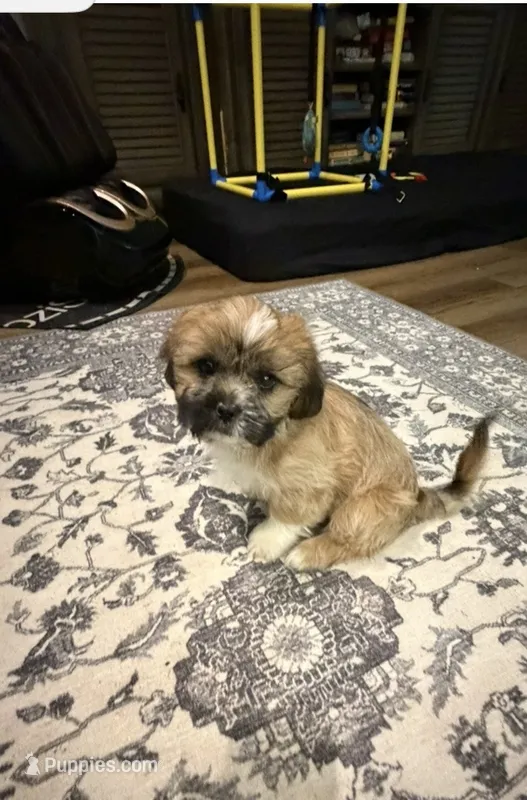 Tex – Shih Tzu puppy for sale in Lawrenceville, GA
