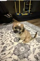 Tex 100 OFF 4th of July!, a male Shih Tzu for sale in Lawrenceville, GA – 1 of 10