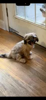 Tonka , a male Shih Tzu for sale in Lawrenceville, GA – 3 of 8