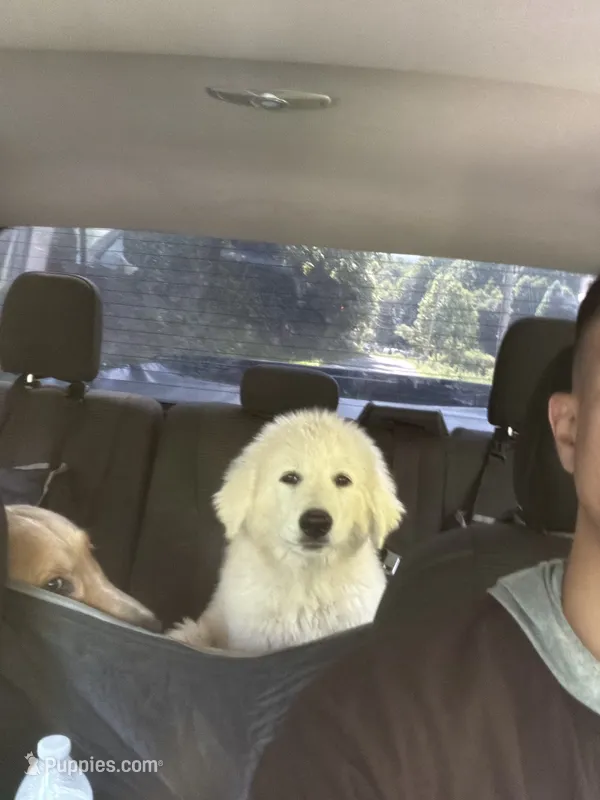 T – Great Pyrenees puppy for sale in Trade, TN