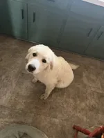 T, a female Great Pyrenees for sale in Trade, TN – 3 of 4